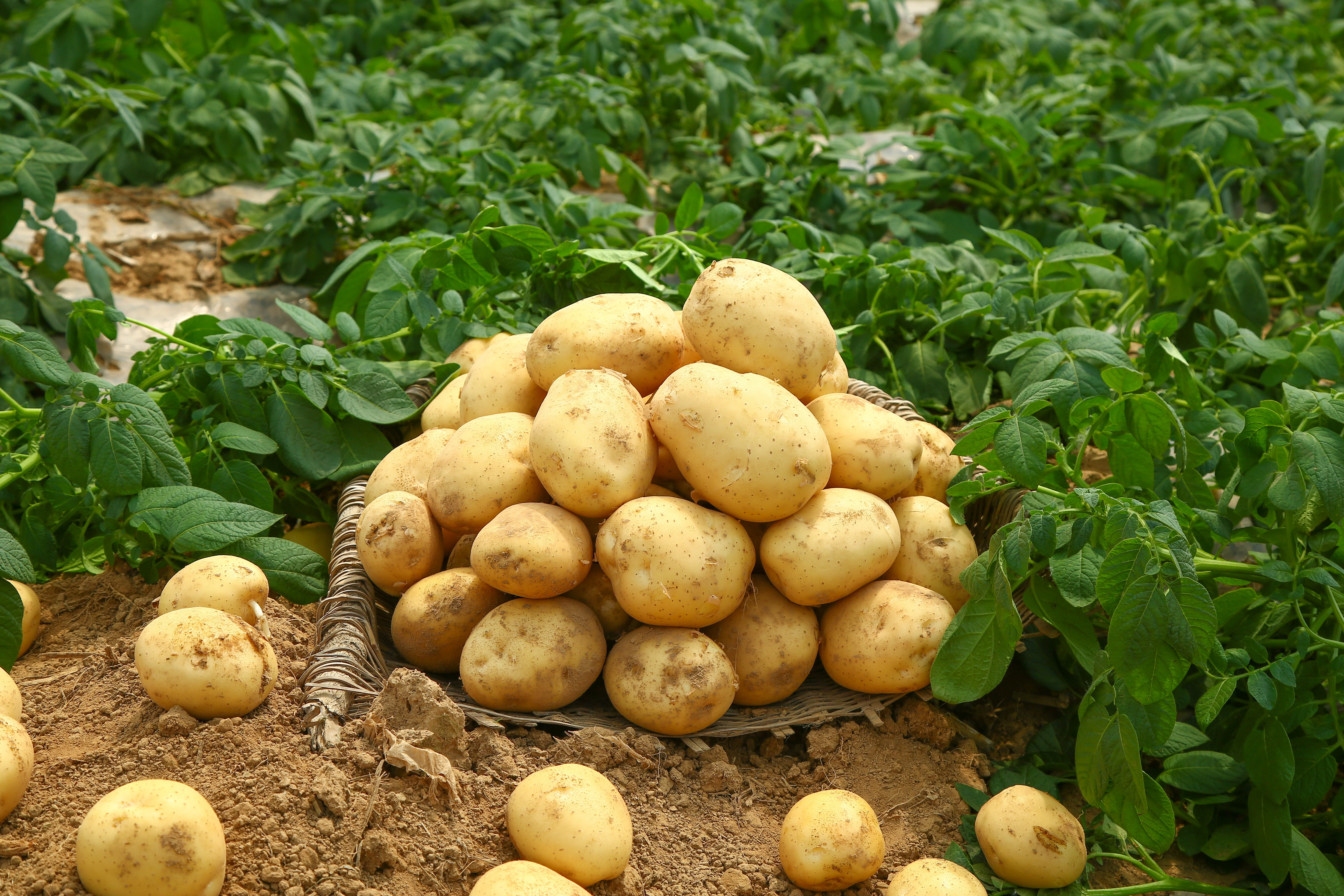 Potato