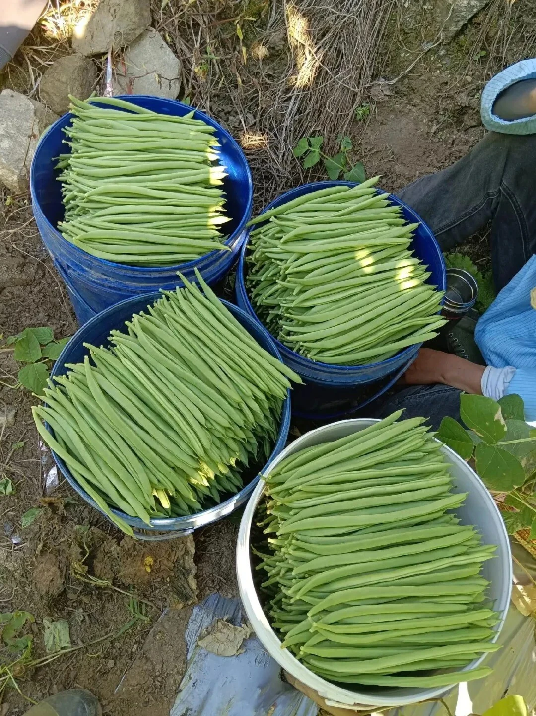 Green beans