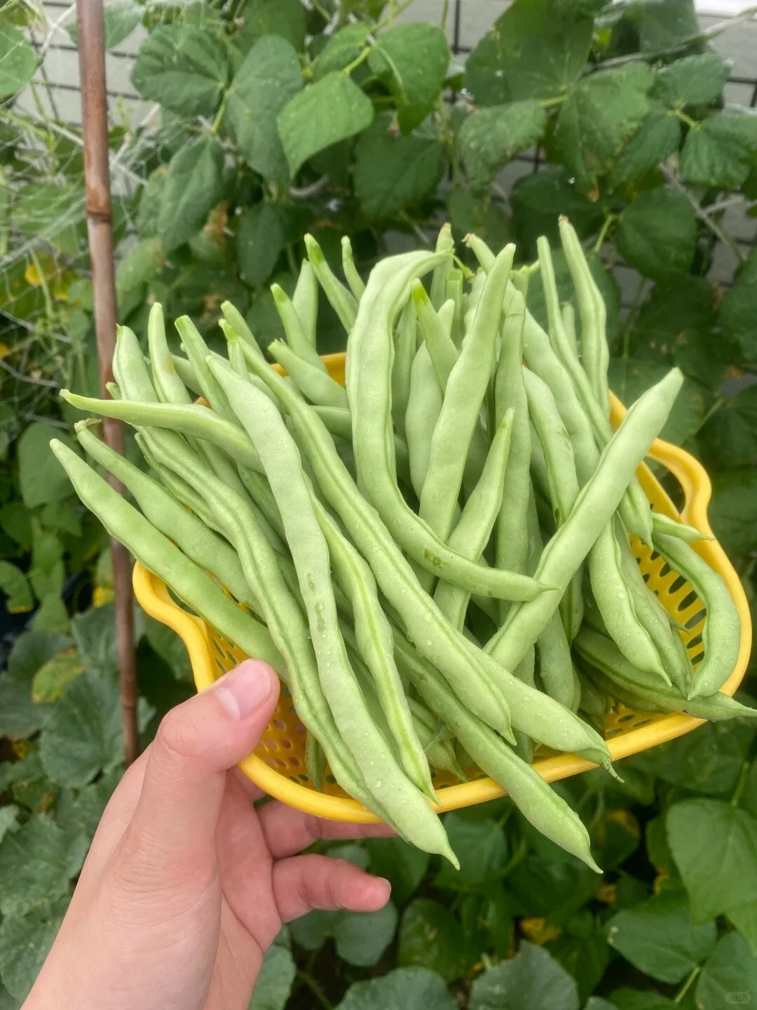 Green beans