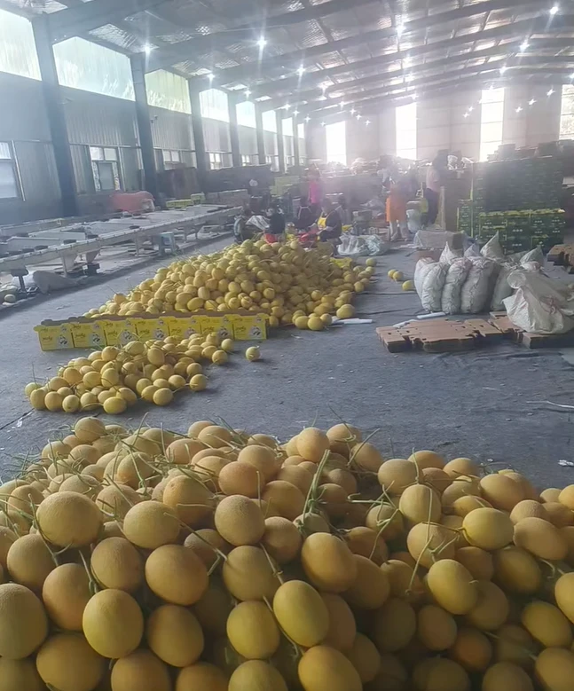 Hami melon