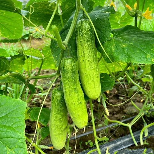 Dutch Melon