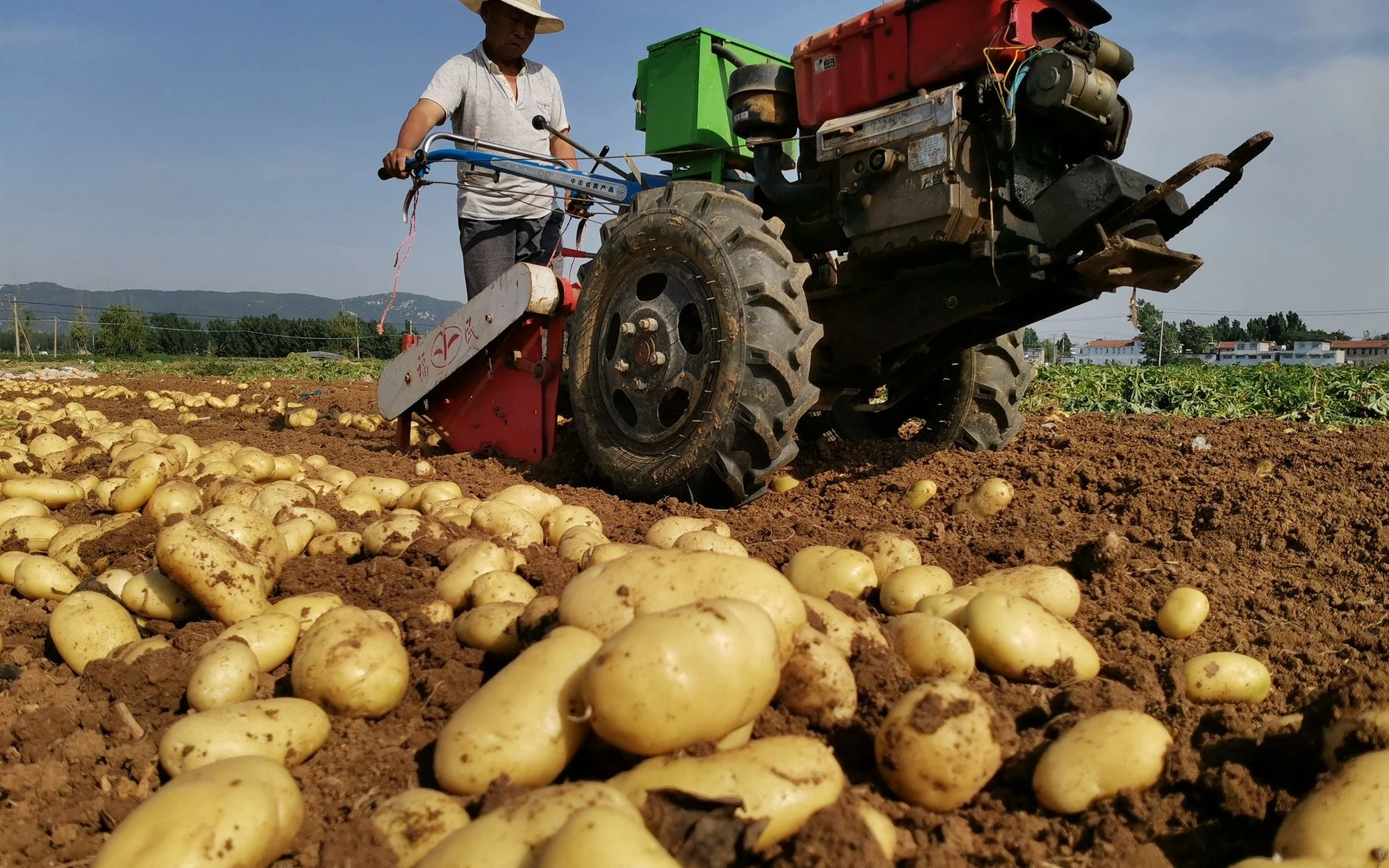 Potato