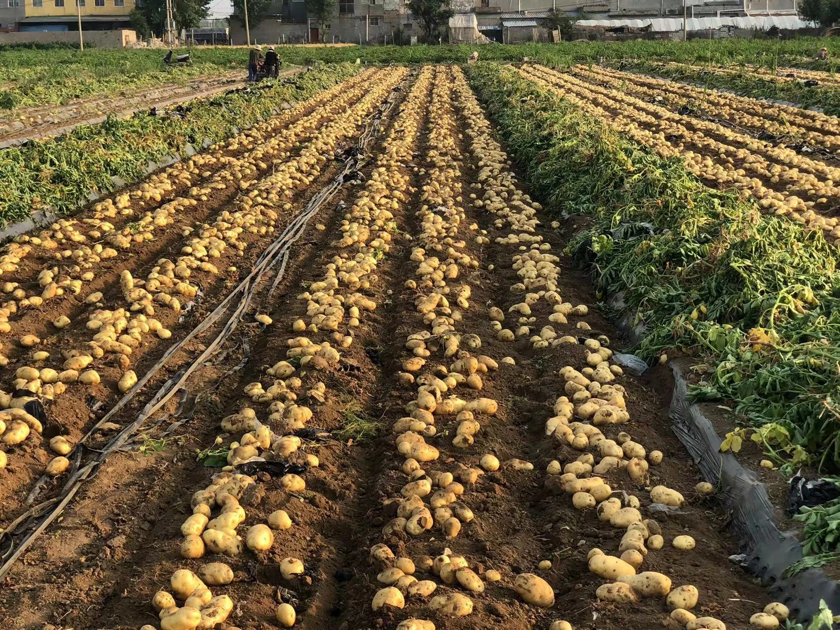 Potato