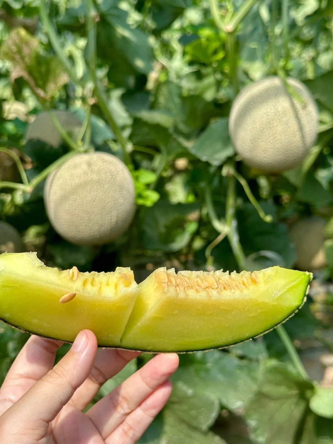 Netted melon