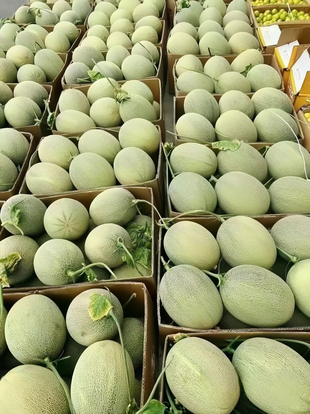 Netted melon