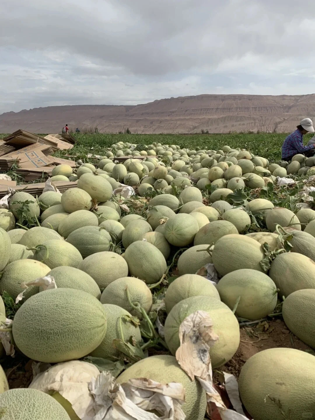 Netted melon