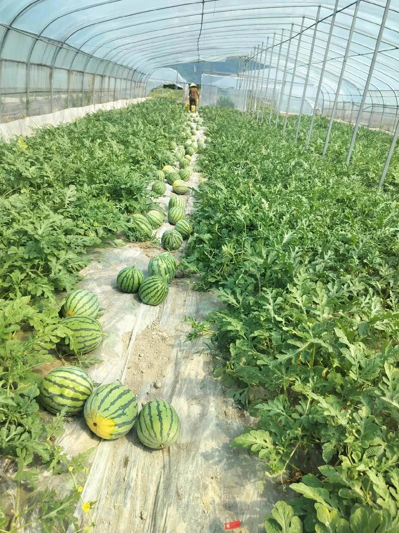 Watermelon