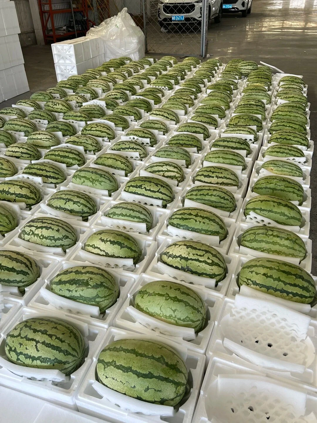 Watermelon
