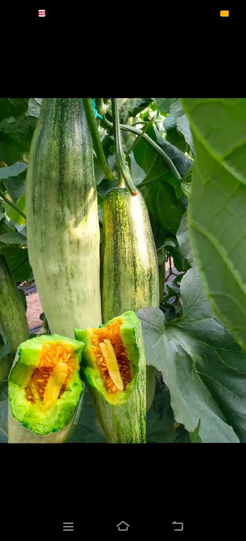 Honeydew melon