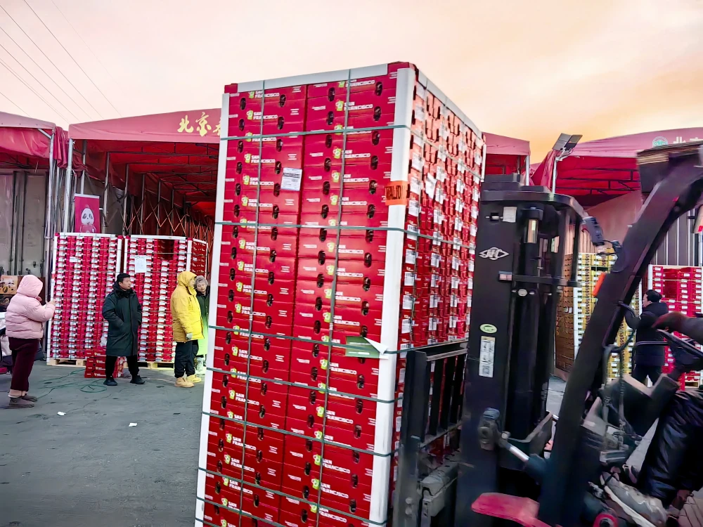 Smart Cold Chain System Boosts Export Efficiency to Europe Smart Cold Chain System Boosts Export Efficiency to Europe