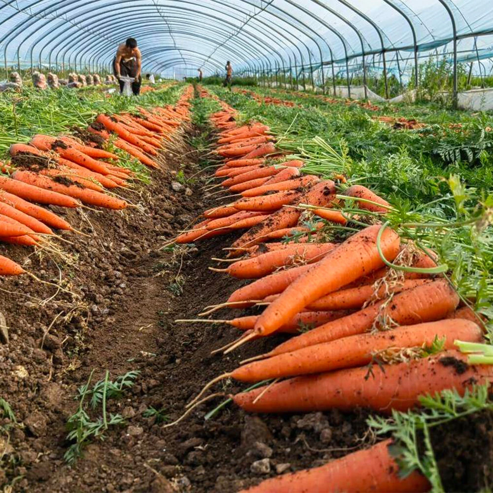 Carrot