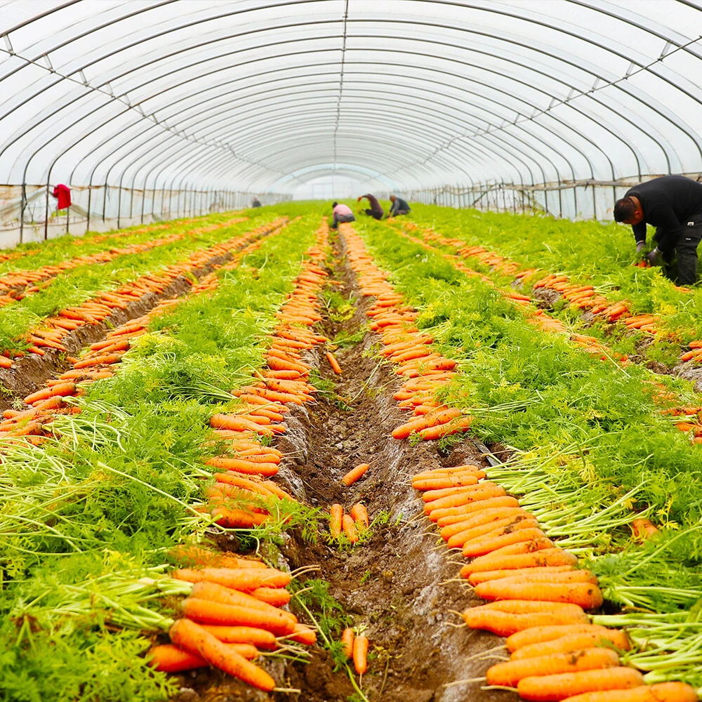 Carrot