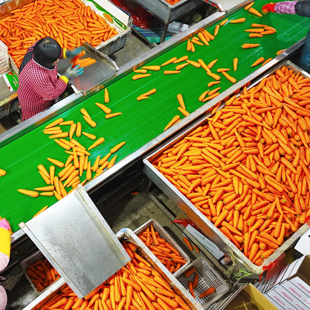 Carrot