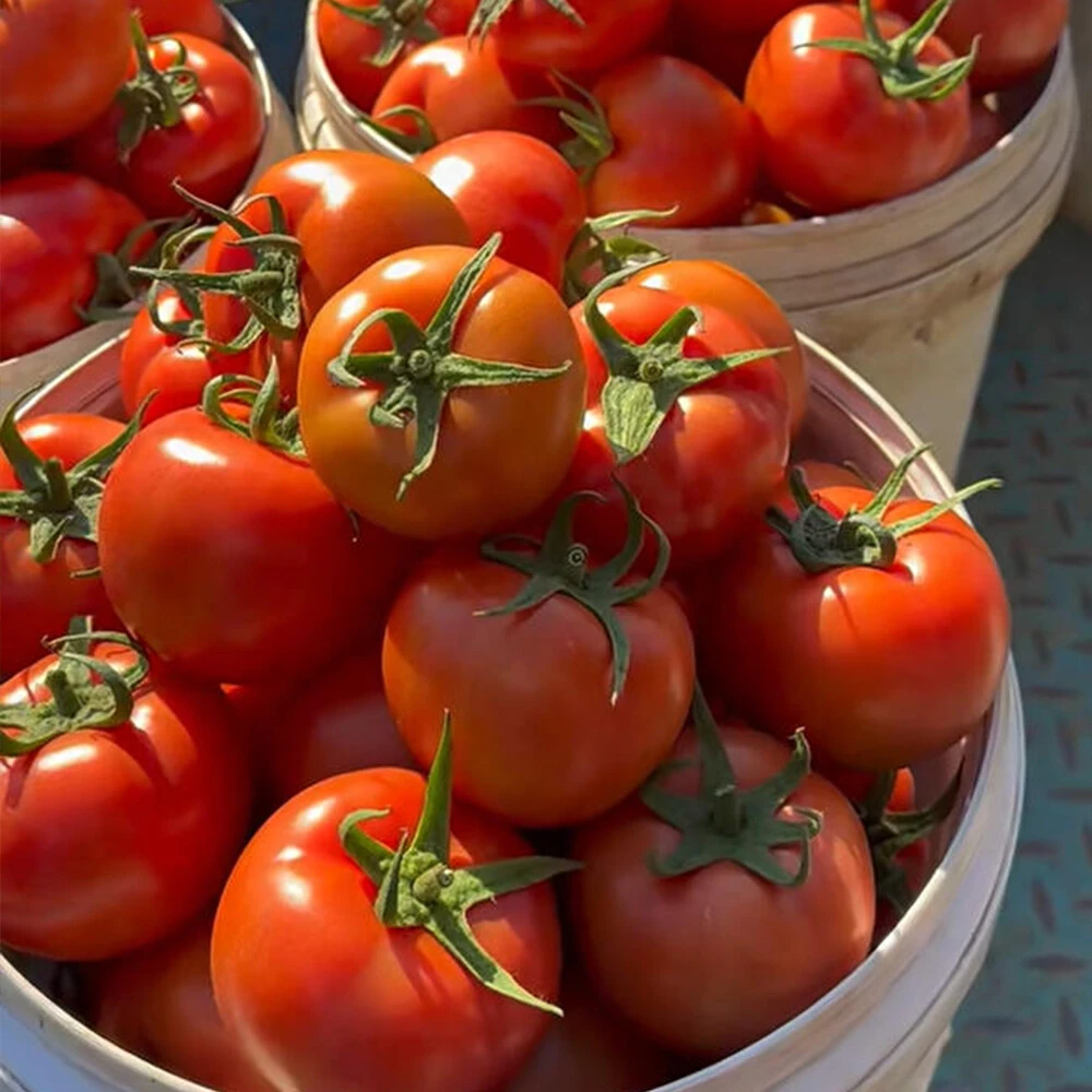 Tomato