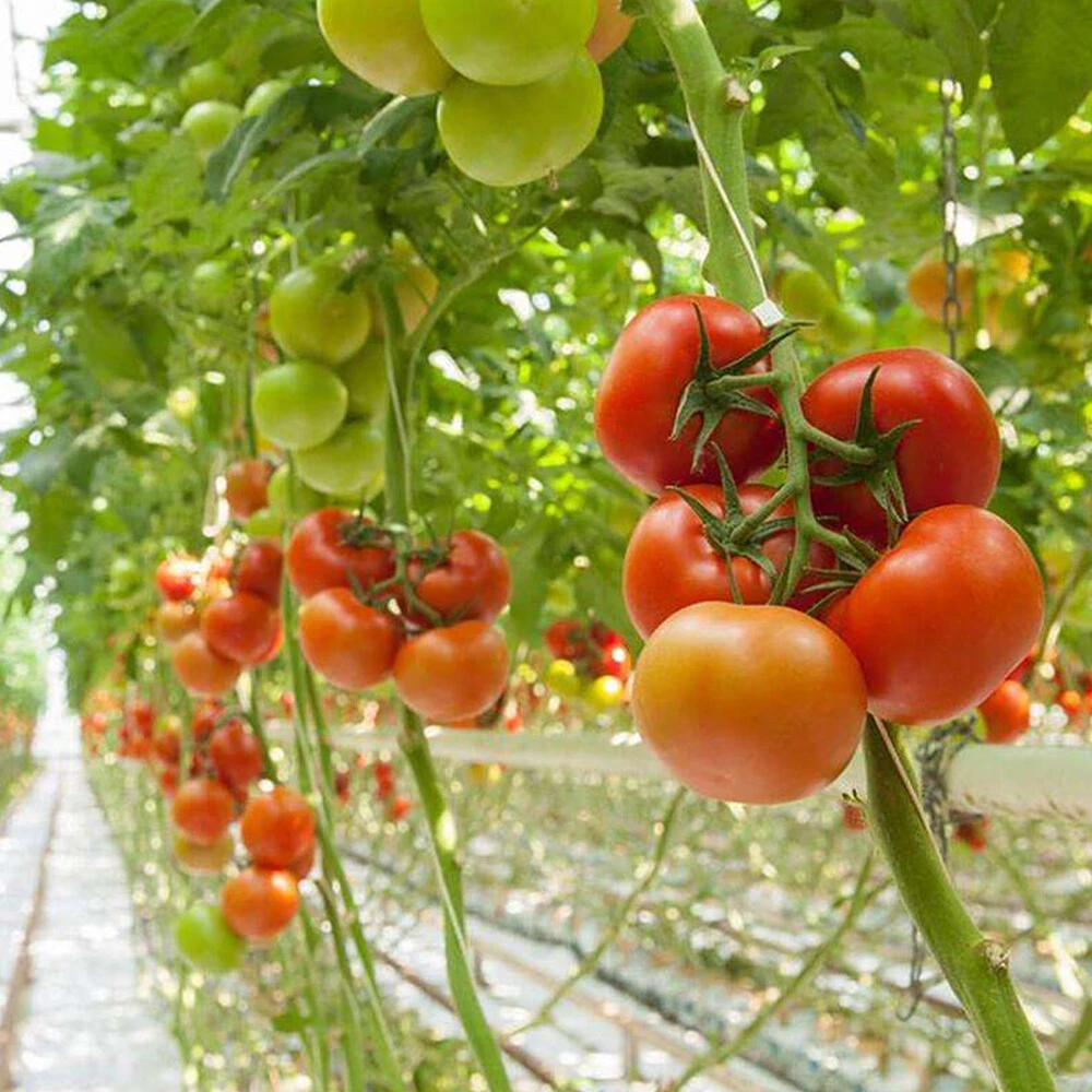 Tomato