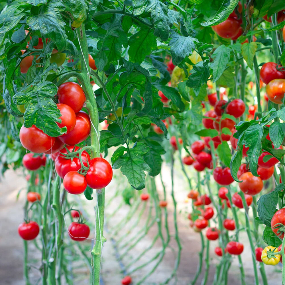 Tomato