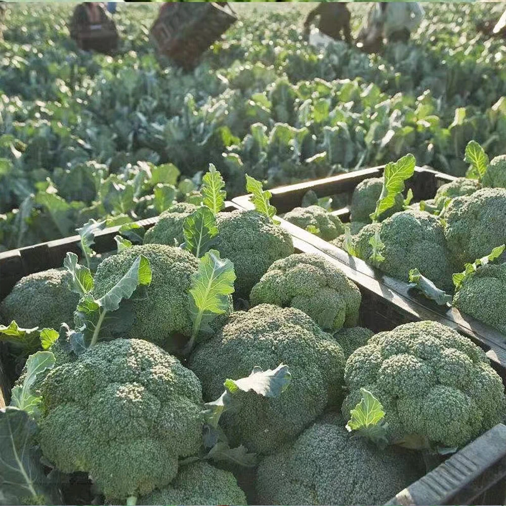 Broccoli
