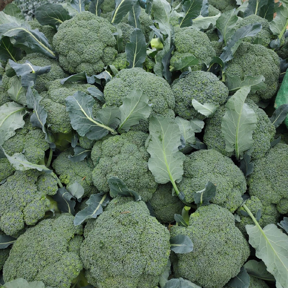 Broccoli