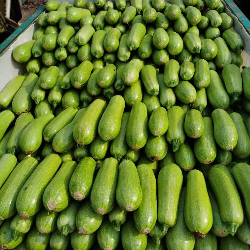 Zucchini