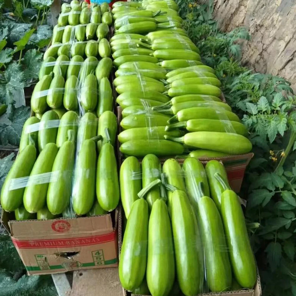 Zucchini