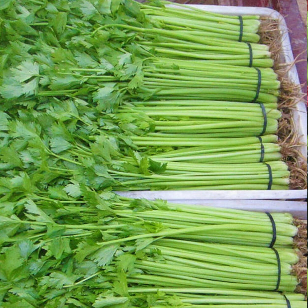 Chinese celery