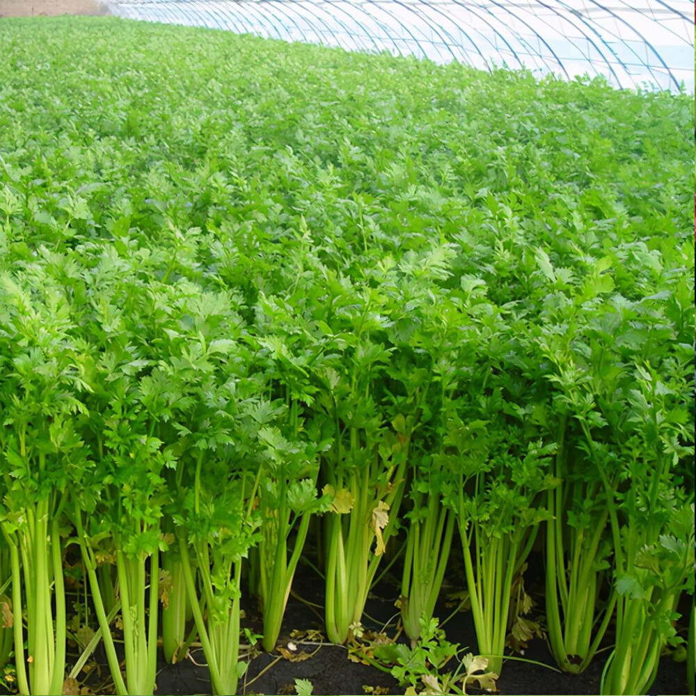 Chinese celery
