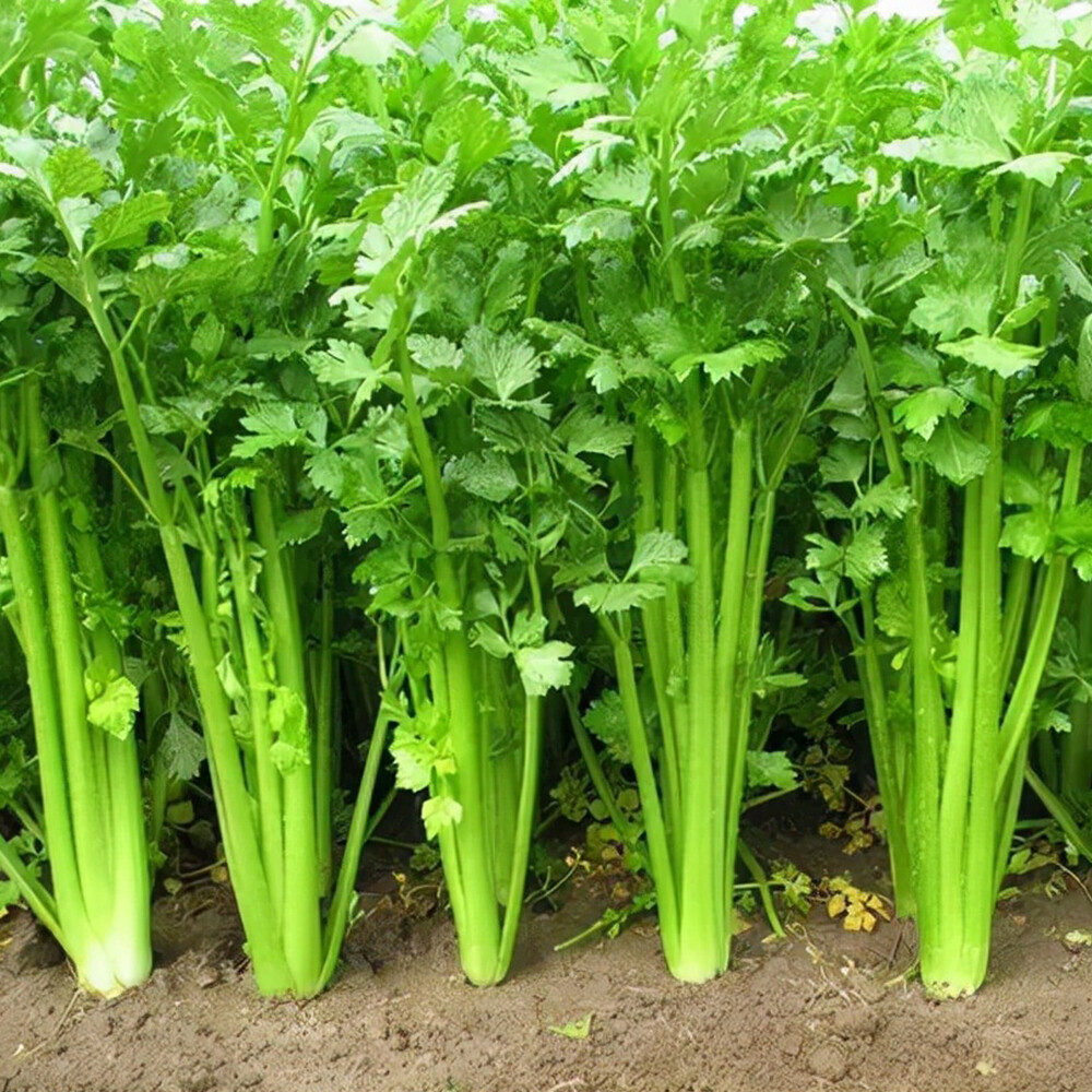 Chinese celery