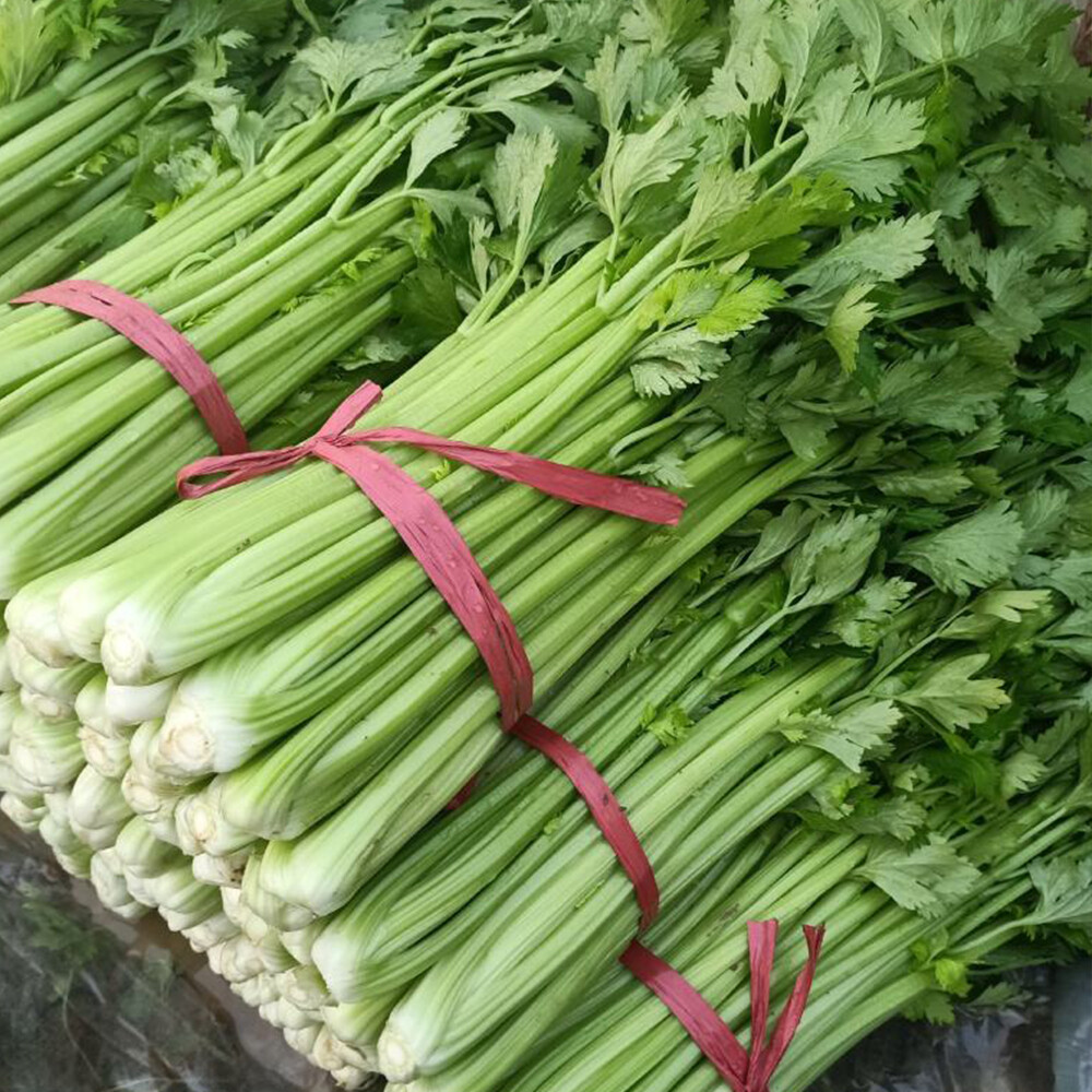 Chinese celery