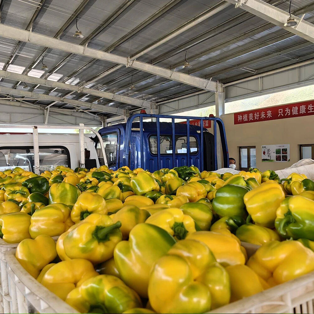 Bell pepper