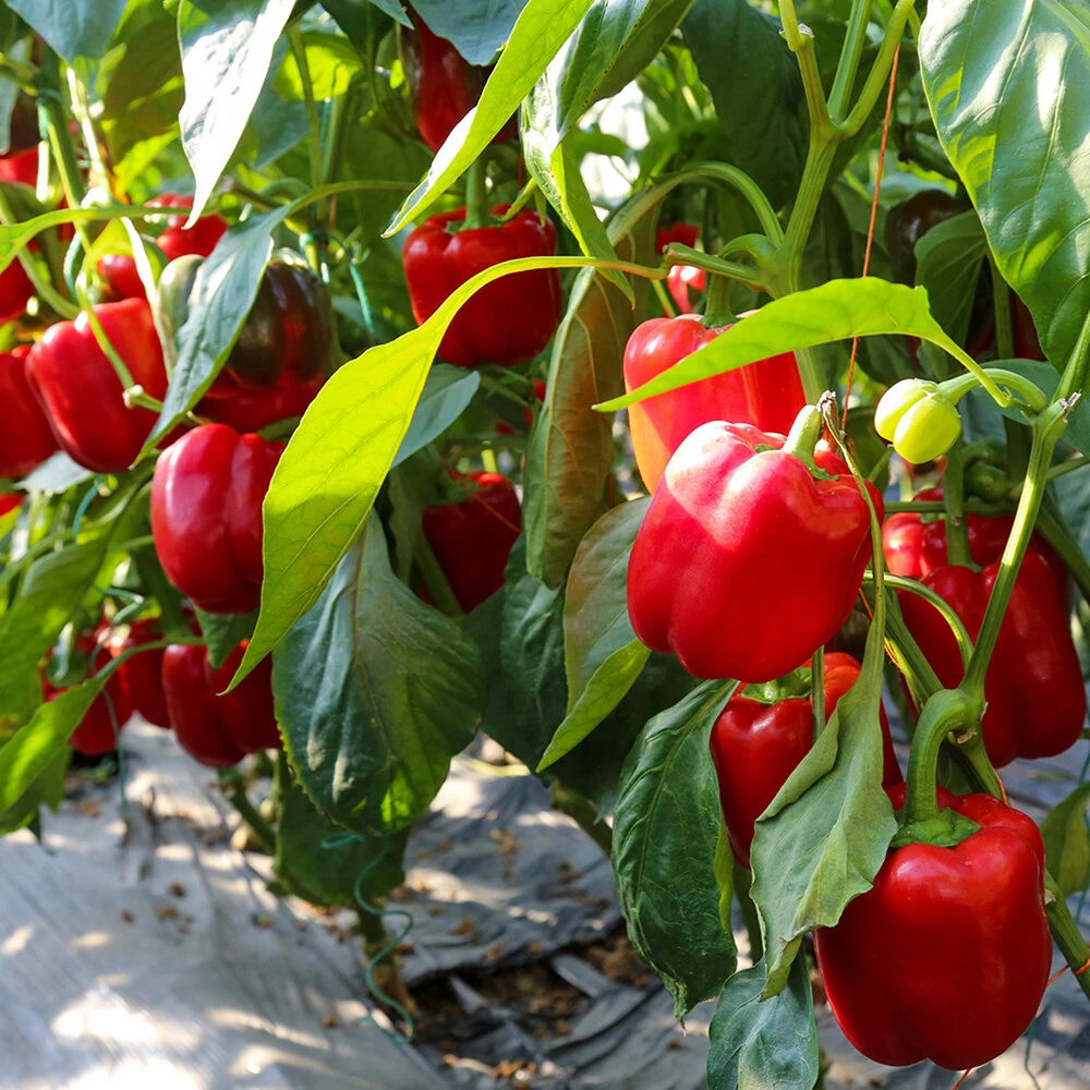 Bell pepper