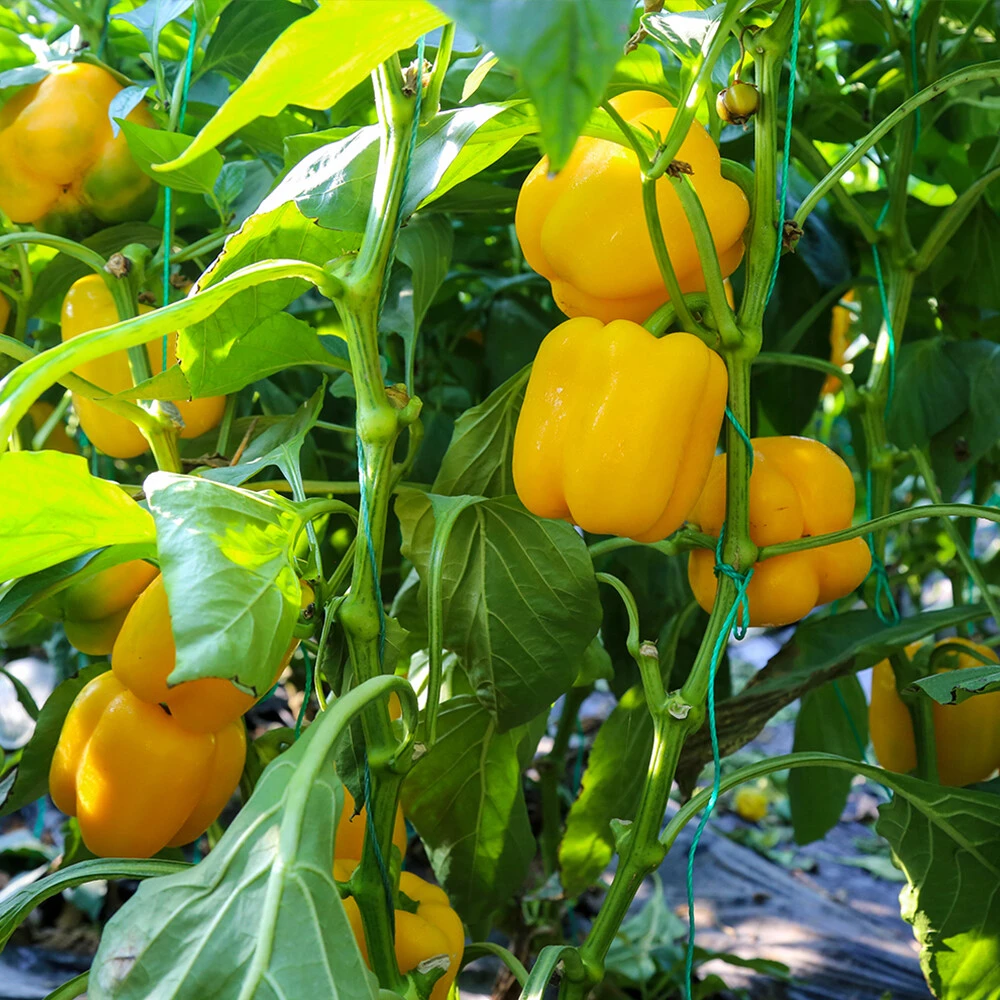 Bell pepper