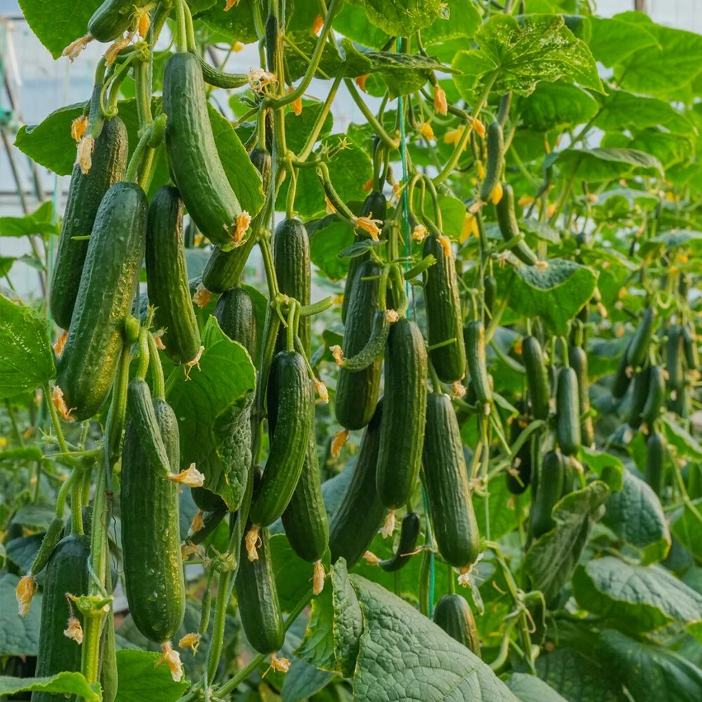Dutch Melon