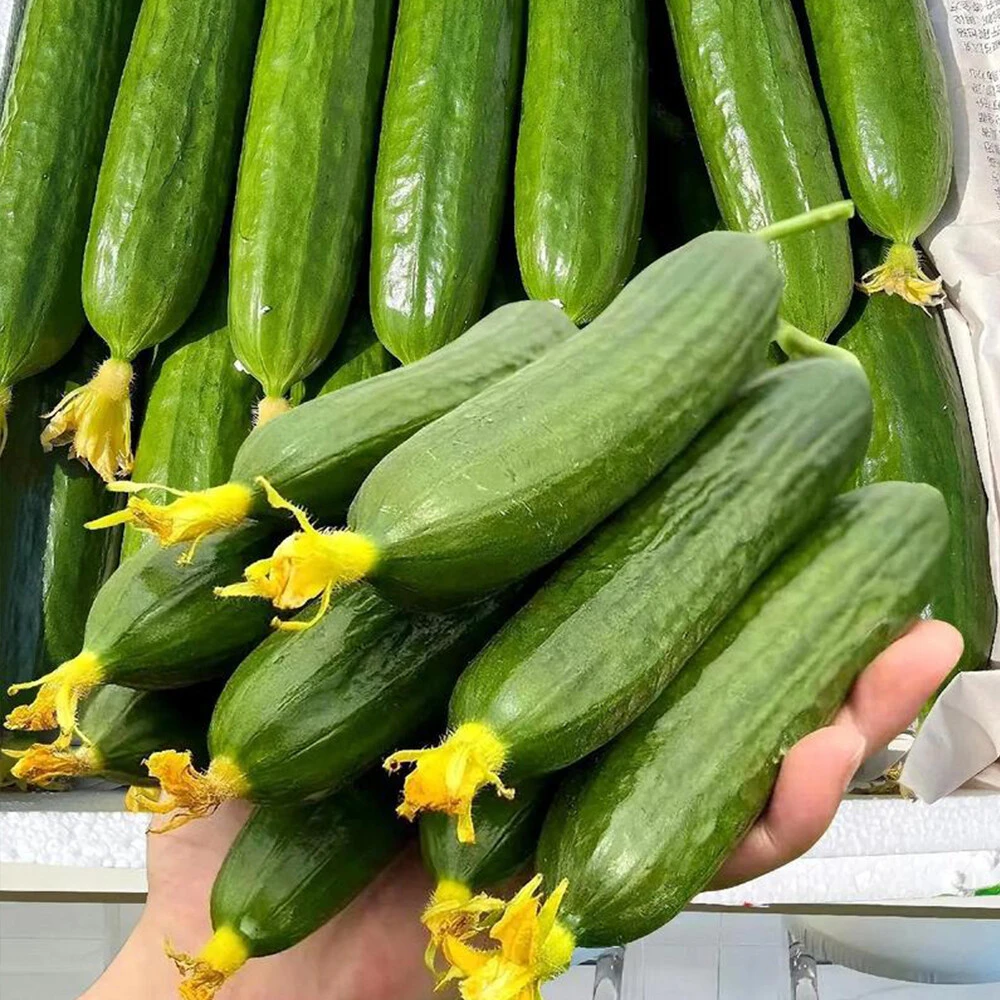 Dutch Melon