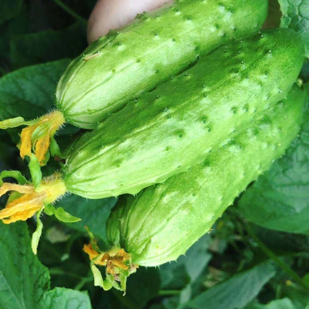 Old cucumber
