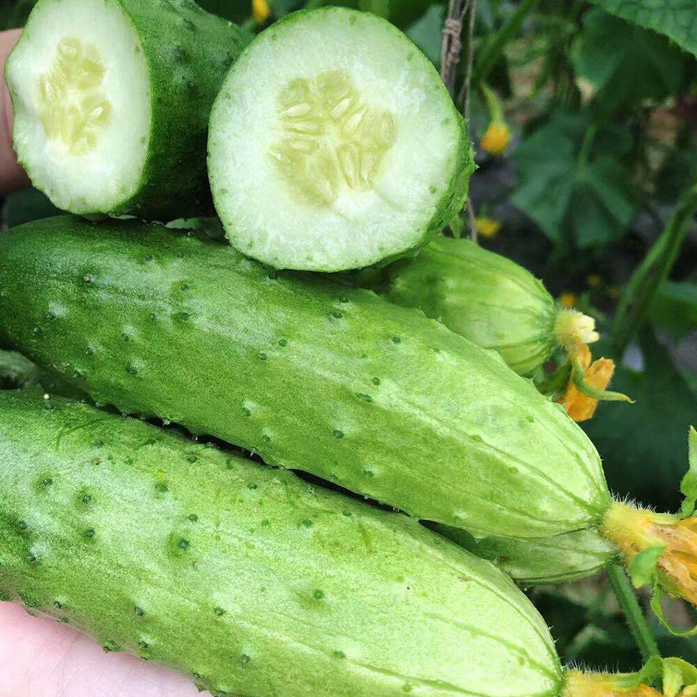 Old cucumber