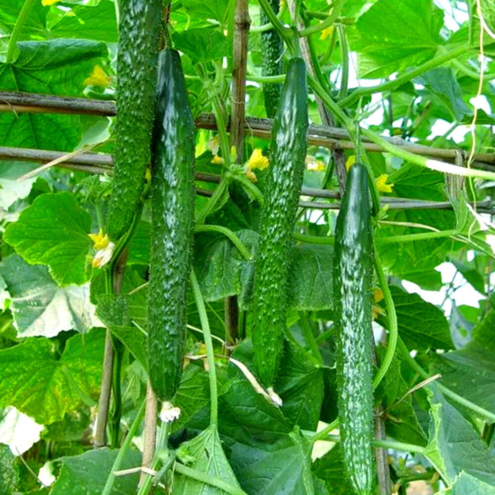 Chinese Cucumber