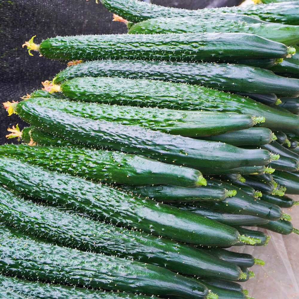 Chinese Cucumber