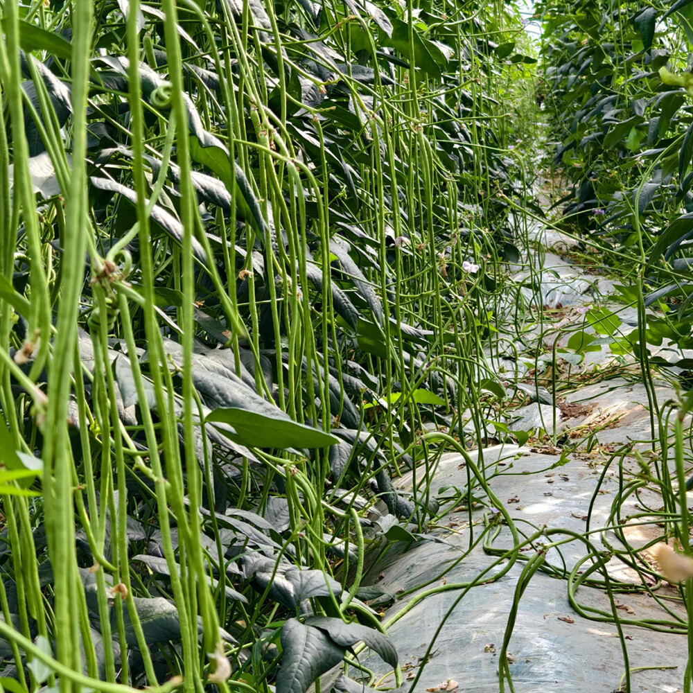 Yardlong beans