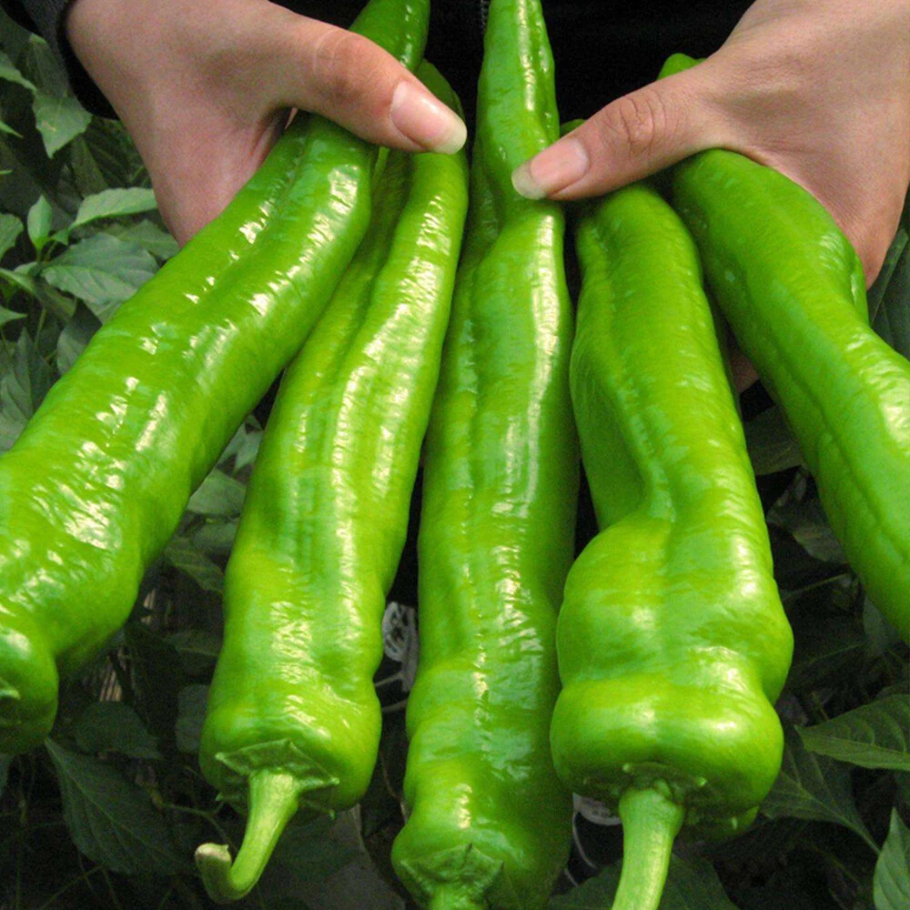 Chili pepper 