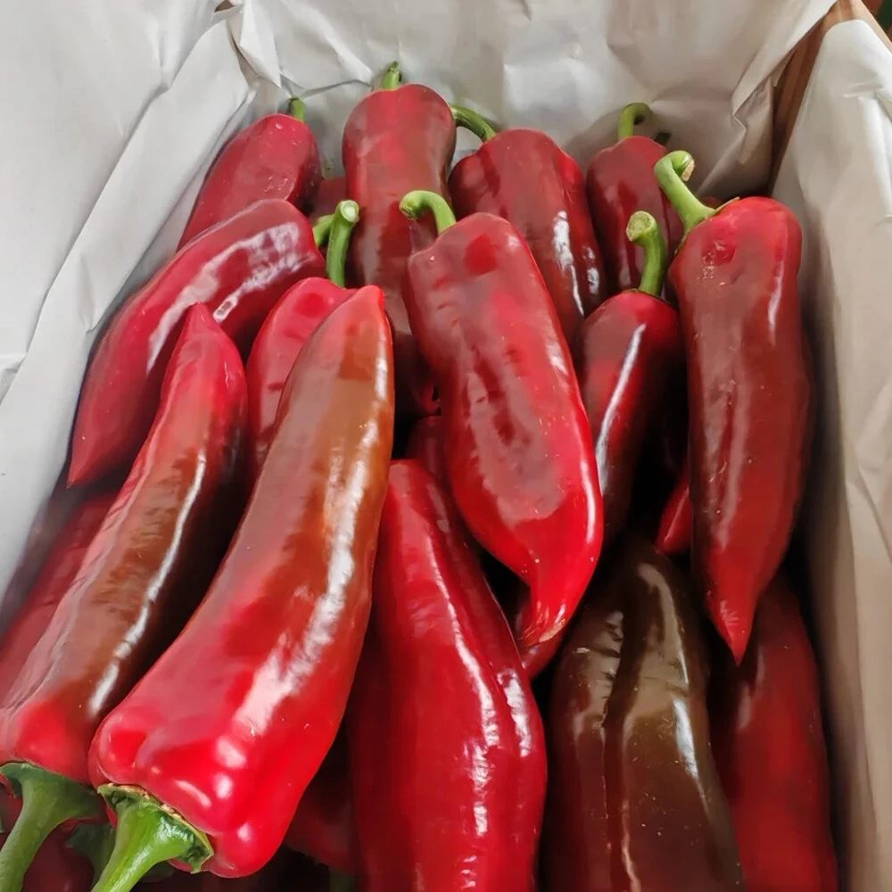 Chili pepper 