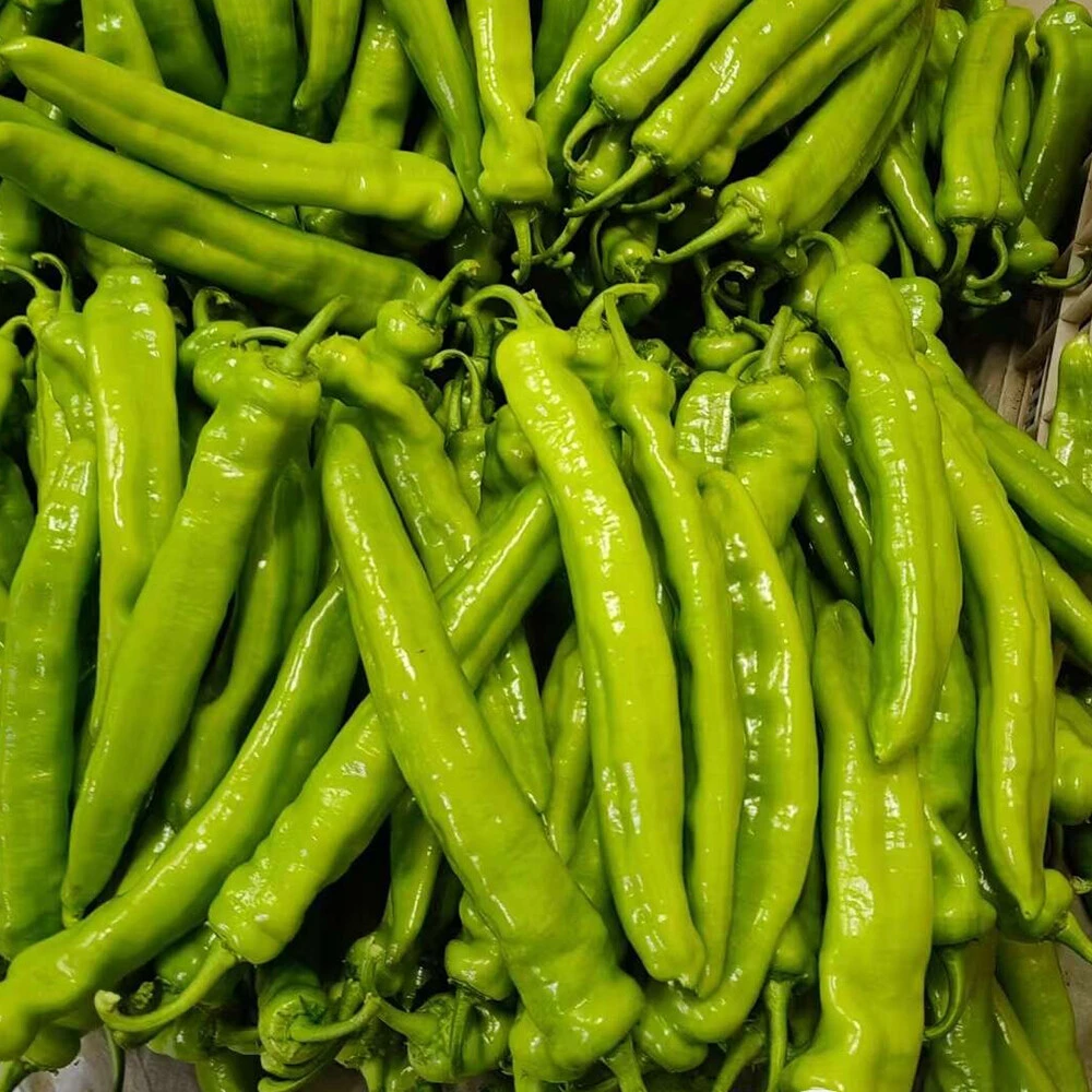 Chili pepper 