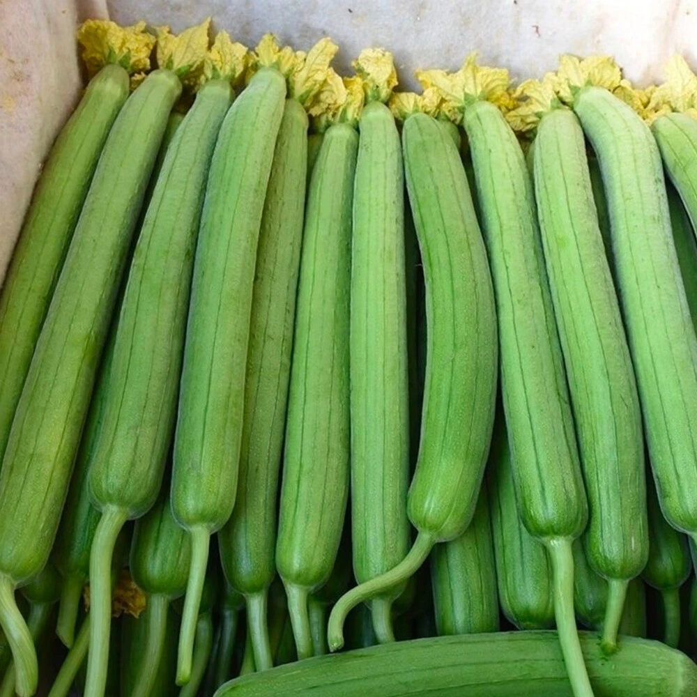 Loofah