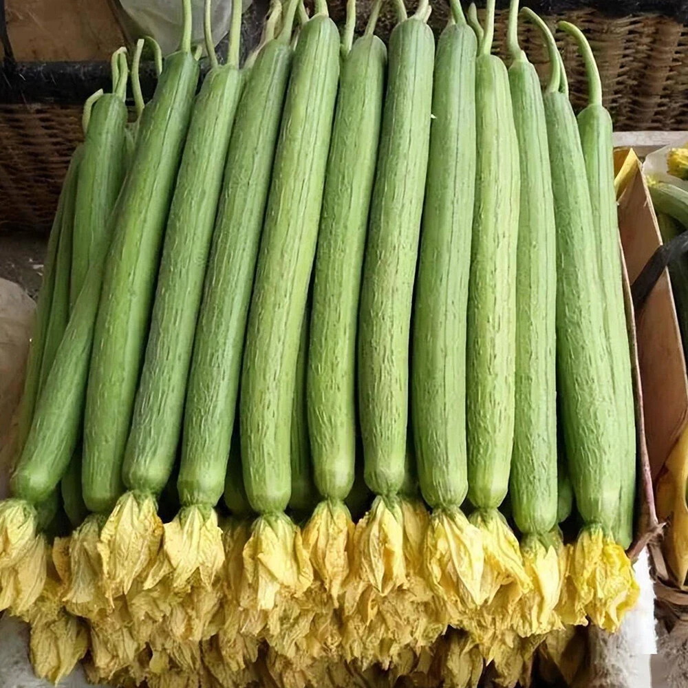 Loofah