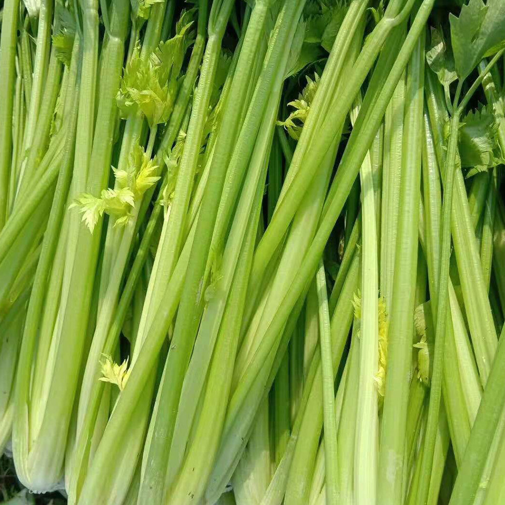 Celery