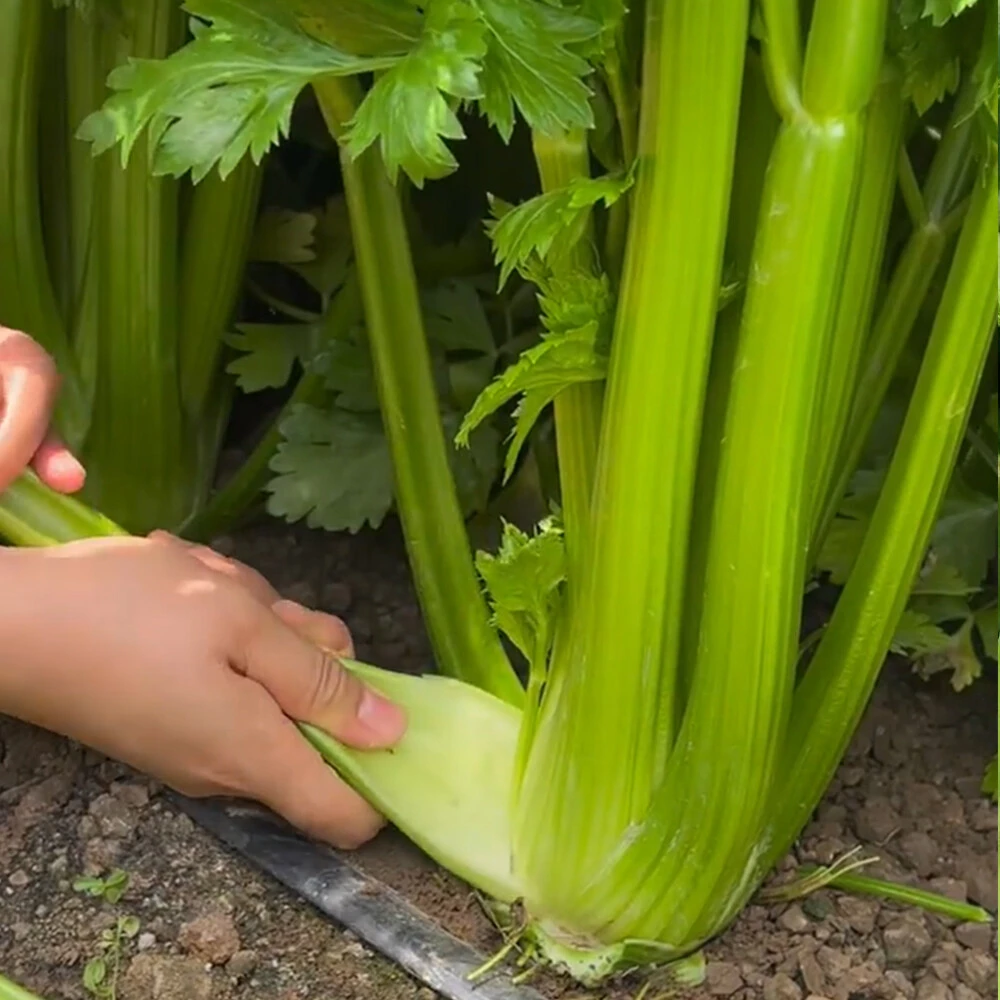 Celery