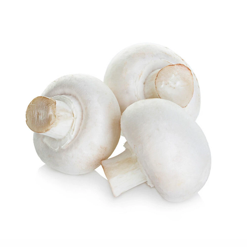 Agaricus bisporus