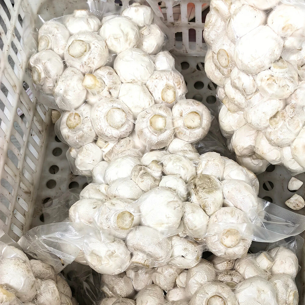 Agaricus bisporus