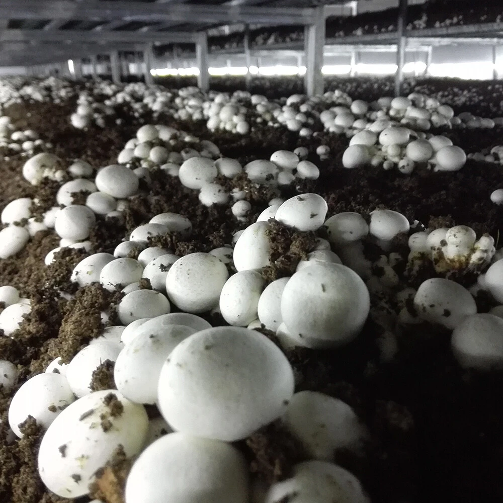 Agaricus bisporus
