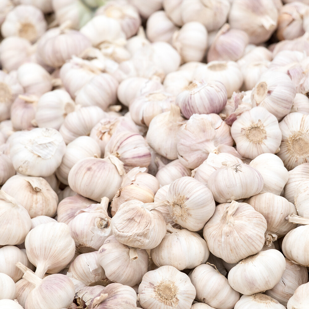 Garlic