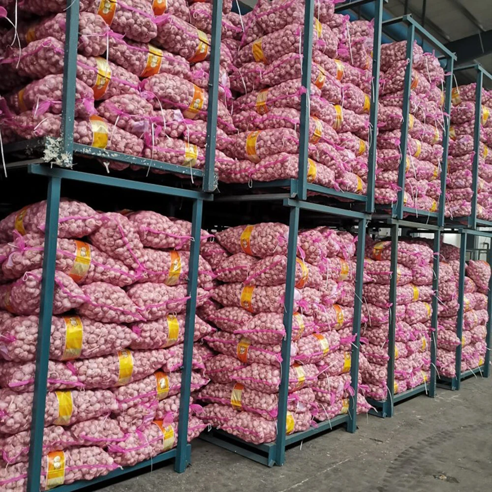 Garlic